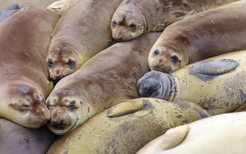 Elephant seal colony (mirounga angustirostris), California, 2007